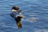 Harbor Seal, Monterey Harbor, Monterey, California