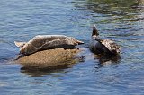 Harbor Seals, Monterey Harbor, Monterey, California