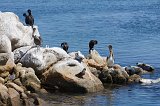 Pelicans and Cormorants, Monterey Harbor, Monterey, California