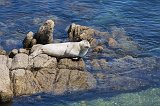 Harbor Seal at Monterey Harbor, Monterey, California