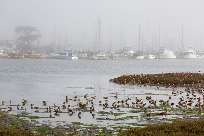 Marbled Godwits, Elkhorn Slough, Monterey County, California | Elkhorn Slough and Moss Landing (IMG_4742.jpg)