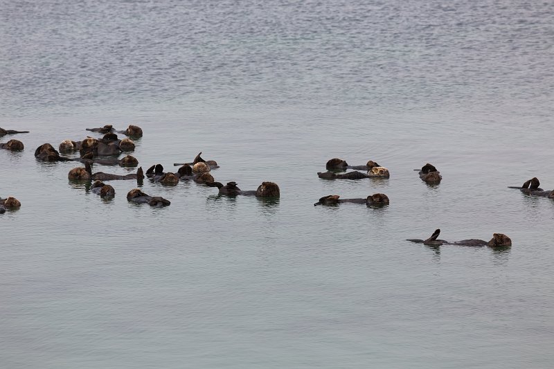 Sea Otters, Elkhorn Slough, Monterey County, California | Elkhorn Slough and Moss Landing (IMG_4766.jpg)