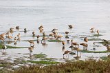 Marbled Godwits, Elkhorn Slough, Monterey County, California