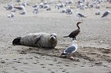 Harbor Seal and Western Gull, Elkhorn Slough, Monterey County, California