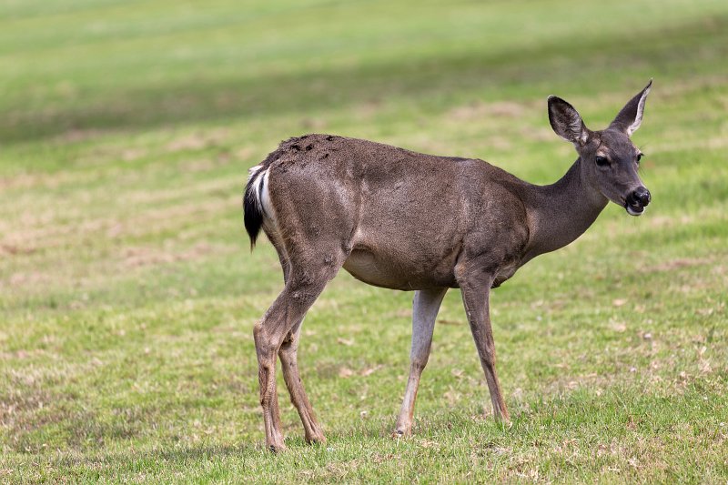 Black-Tailed Deer, Pacific Grove, California | Pebble Beach, 17-Mile Drive and Pacific Grove - California (IMG_5851.jpg)