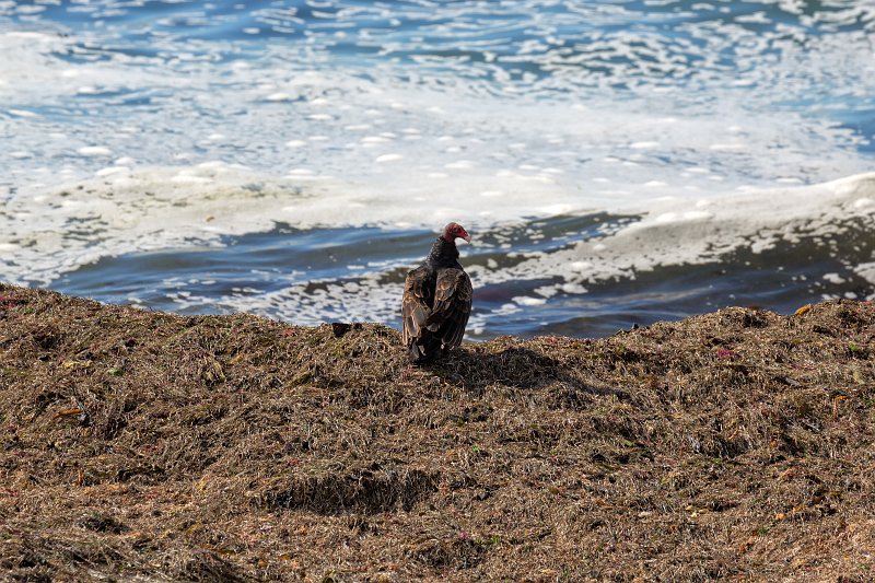Turkey Vulture, Bird Rock, Pebble Beach, California | Pebble Beach, 17-Mile Drive and Pacific Grove - California (IMG_6643.jpg)
