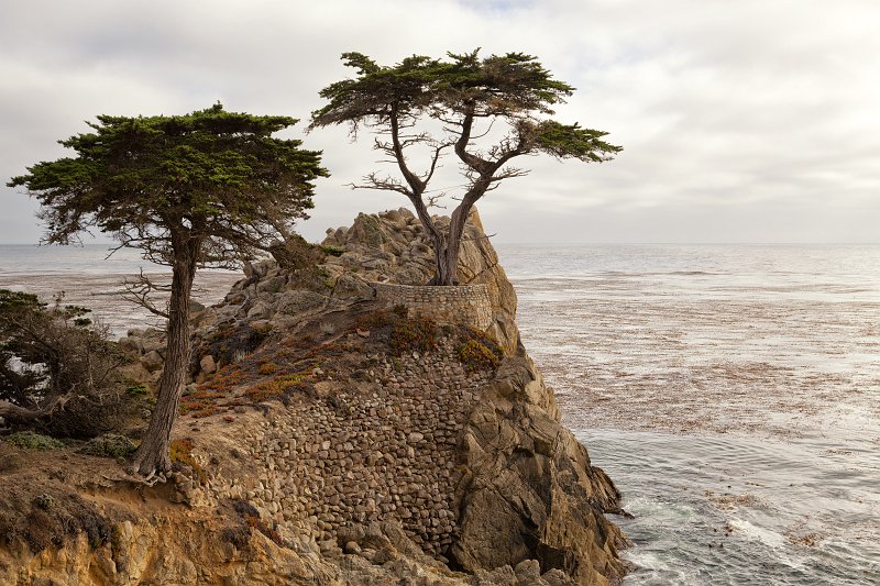 The Lone Cypress, Pebble Beach, California | Pebble Beach, 17-Mile Drive and Pacific Grove - California (IMG_6719.jpg)