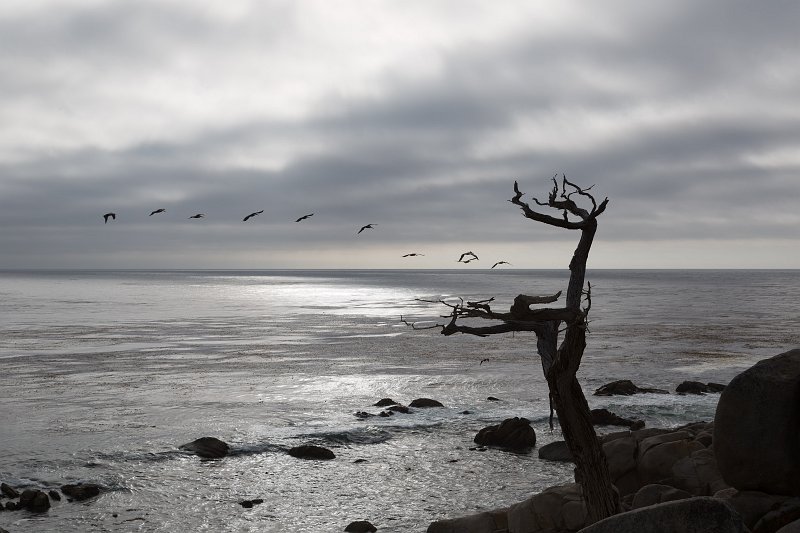 The Ghost Tree, Pebble Beach, California | Pebble Beach, 17-Mile Drive and Pacific Grove - California (IMG_6730.jpg)