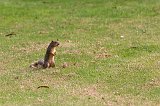 Squirrel, Pacific Grove, California