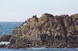 Cormorants and Sea Lions on Bird Rock, Pebble Beach, California