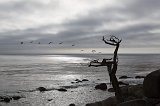 The Ghost Tree, Pebble Beach, California