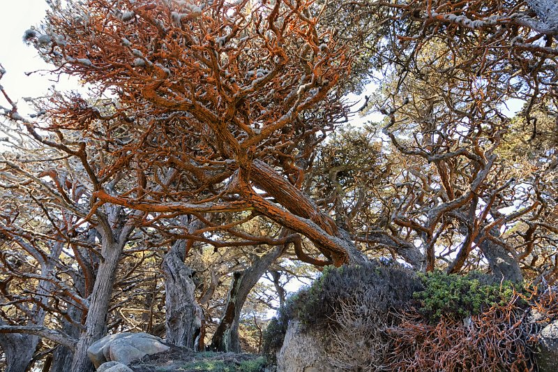 Red Lichen on Monterey Cypress Trees, Allan Memorial Cypress Grove, Point Lobos, California | Point Lobos Natural Reserve, California (IMG_3685.jpg)