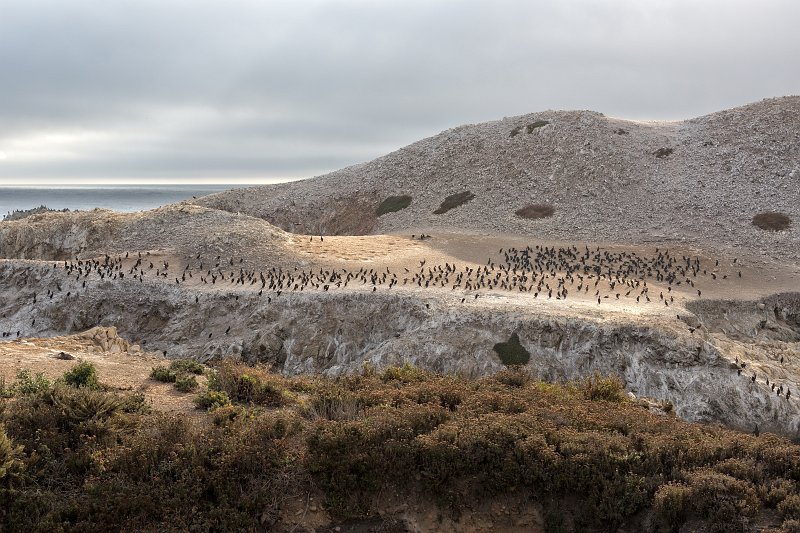 Cormorants on Bird Island, Point Lobos, California | Point Lobos Natural Reserve, California (IMG_3890.jpg)