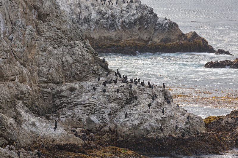 Brandt's Cormorants, Bird Island, Point Lobos, California | Point Lobos Natural Reserve, California (IMG_3899.jpg)