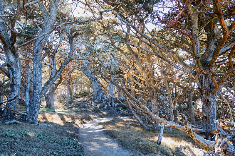 Allan Memorial Cypress Grove Trail, Point Lobos, California | Point Lobos Natural Reserve, California (IMG_6820.jpg)