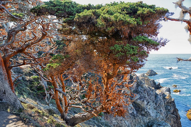 Red Lichen on a Monterey Cypress Tree, Allan Memorial Cypress Grove, Point Lobos, California | Point Lobos Natural Reserve, California (IMG_6835.jpg)