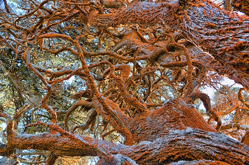 Red Lichen, Allan Memorial Cypress Grove, Point Lobos, California | Point Lobos Natural Reserve, California (IMG_6864.jpg)