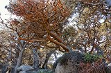 Red Lichen on Monterey Cypress Trees, Allan Memorial Cypress Grove, Point Lobos, California