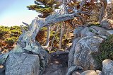 Allan Memorial Cypress Grove Trail, Point Lobos, California