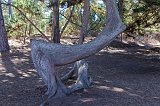 Twisted Cypress Tree, Point Lobos, California