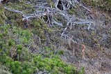 Black-Tailed Deer, North Shore Trail, Point Lobos, California
