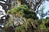 Lace Lichen on a Monterey Pine Tree, North Shore Trail, Point Lobos, California