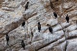 Brandt's Cormorants, Guillemot Island, Point Lobos, California