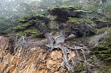 Old Veteran Cypress, Point Lobos, California