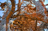 Red Lichen, Allan Memorial Cypress Grove, Point Lobos, California