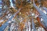 Red Lichen on Monterey Cypress Trees, Allan Memorial Cypress Grove, Point Lobos, California