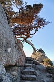 Allan Memorial Cypress Grove Trail, Point Lobos, California