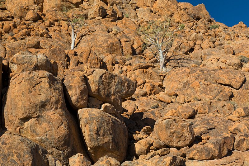 Moringa Ovalifolia Trees in between Rocks near Namib Naukluft Lodge, Solitaire, Namibia | From Solitaire to Walvis Bay - Namibia (IMG_3445.jpg)