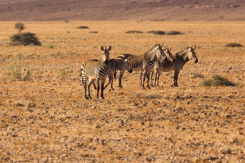 Hartmann's Mountain Zebras (Equus zebra hartmannae), Farm on C14 Road, Namibia | From Solitaire to Walvis Bay - Namibia (IMG_3461_2.jpg)