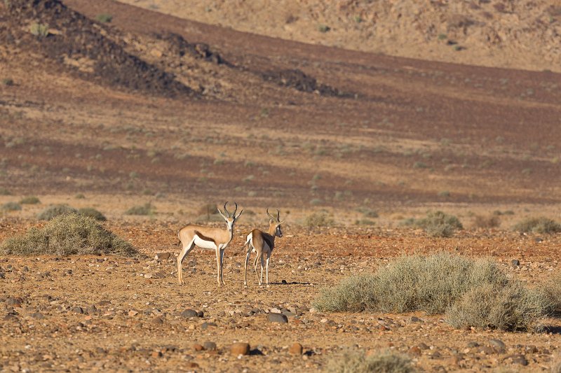 Two Springboks (Antidorcas Marsupialis), Farm on C14 Road, Namibia | From Solitaire to Walvis Bay - Namibia (IMG_3476.jpg)