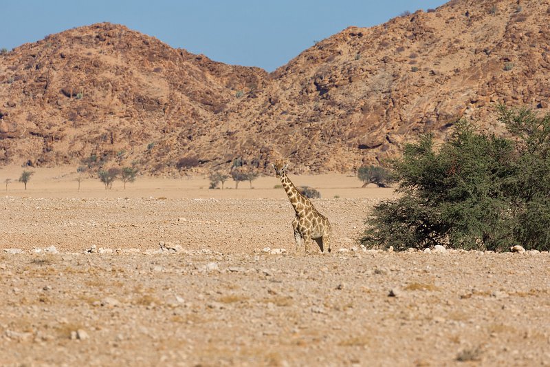 Cape Giraffe (Giraffa Camelopardalis Giraffa), Namibia | From Solitaire to Walvis Bay - Namibia (IMG_3529.jpg)