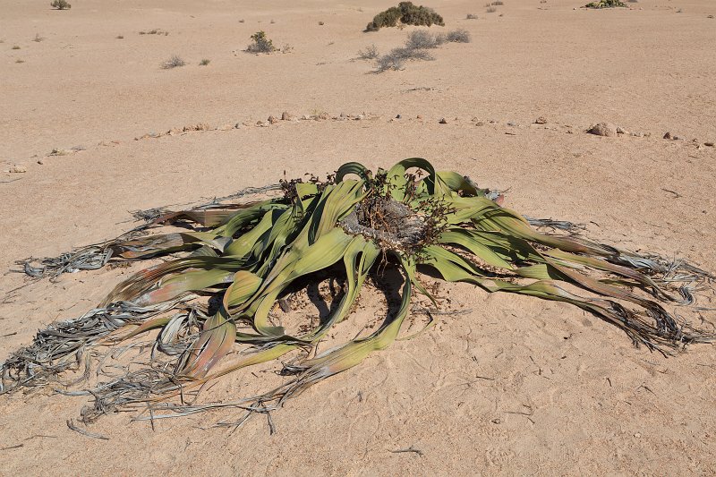 Male Welwitschia Mirabilis, Welwitschia Plain, Namibia | From Solitaire to Walvis Bay - Namibia (IMG_3604.jpg)