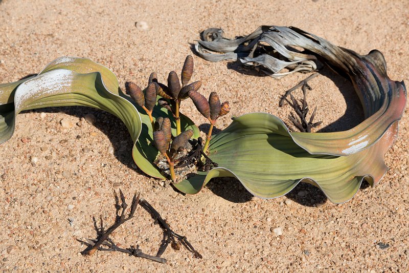 Female Cones of Welwitschia Mirabilis, Welwitschia Plain, Namibia | From Solitaire to Walvis Bay - Namibia (IMG_3619.jpg)