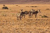 Hartmann's Mountain Zebras (Equus zebra hartmannae), Farm on C14 Road, Namibia