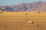 South African Oryx (Oryx Gazella), Farm on C14 Road, Namibia