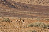 Two Springboks (Antidorcas Marsupialis), Farm on C14 Road, Namibia