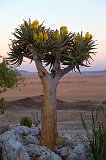 Quiver Tree (Aloidendron Dichotomum), Rostock Ritz, Namibia