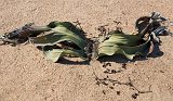 Welwitschia Mirabilis, Welwitschia Plain, Namibia