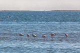 Greater Flamingos (Phoenicopterus Roseus), Walvis Bay, Namibia