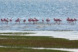 Flock of Lesser Flamingos (Phoenicoparrus Minor), Walvis Bay, Namibia