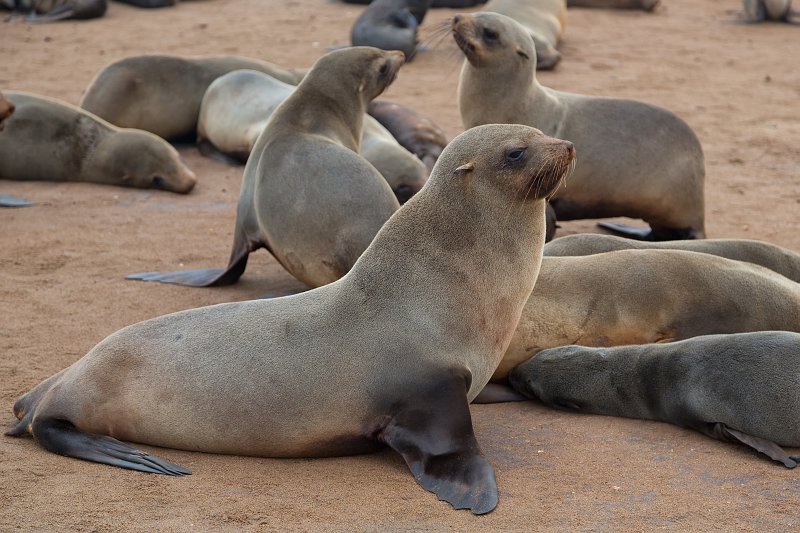 Cape Fur Seals (Arctocephalus Pusillus Pusillus), Cape Cross, Namibia | Cape Cross - Namibia (IMG_3692.jpg)