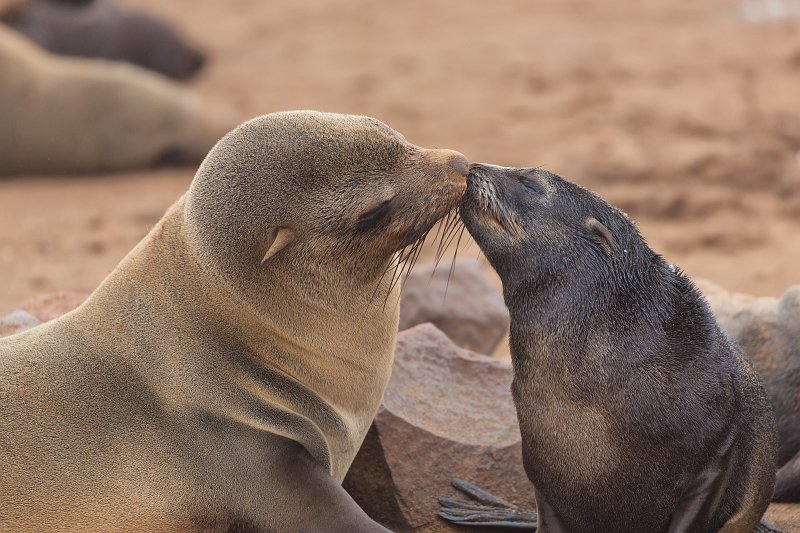 The Kiss | Cape Cross - Namibia (IMG_3715.jpg)