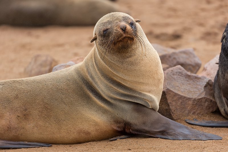 Cape Fur Seal (Arctocephalus Pusillus Pusillus), Cape Cross, Namibia | Cape Cross - Namibia (IMG_3716.jpg)