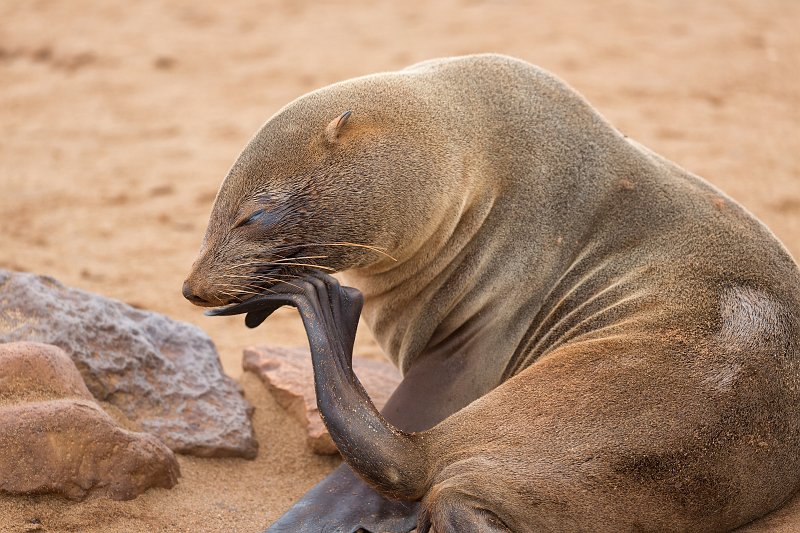 Cape Fur Seal Cleaning Herself, Cape Cross, Namibia | Cape Cross - Namibia (IMG_3725.jpg)
