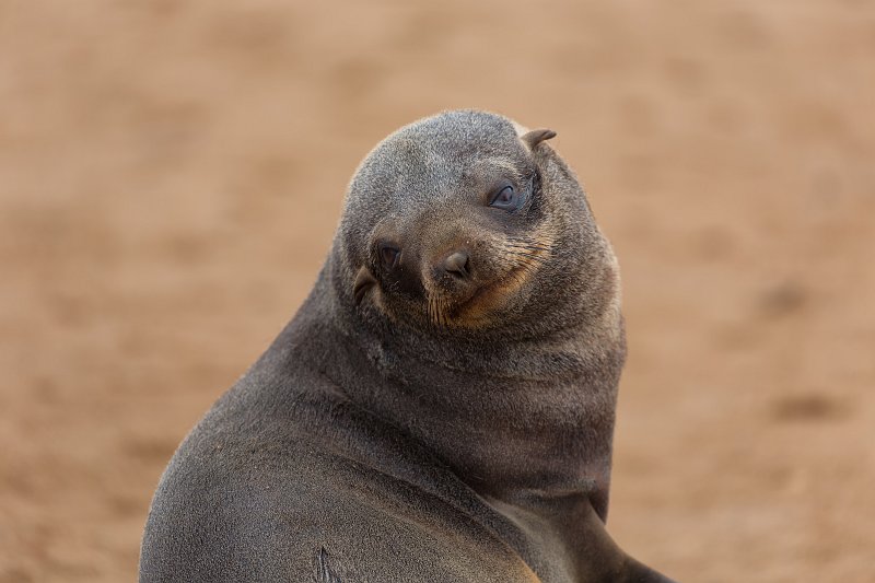 Cape Fur Seal Pup, Cape Cross, Namibia | Cape Cross - Namibia (IMG_3727.jpg)