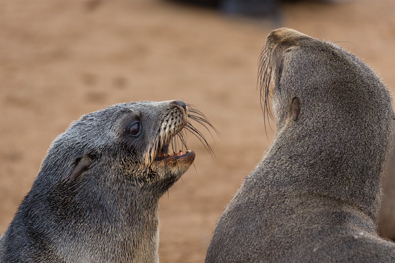 Cape Fur Seal Pups at Fight, Cape Cross, Namibia | Cape Cross - Namibia (IMG_3763.jpg)